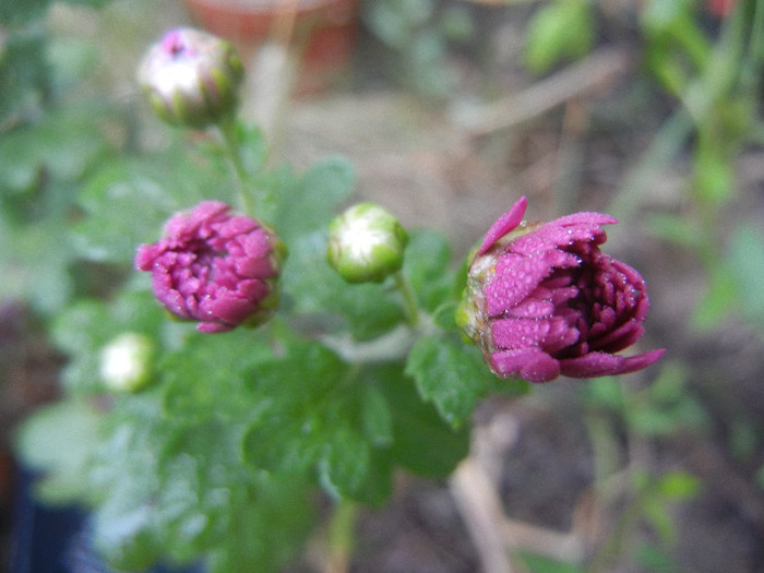 Pink Chrysanthemum (2012, Oct.03)