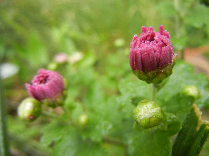 Pink Chrysanthemum (2012, Oct.03)