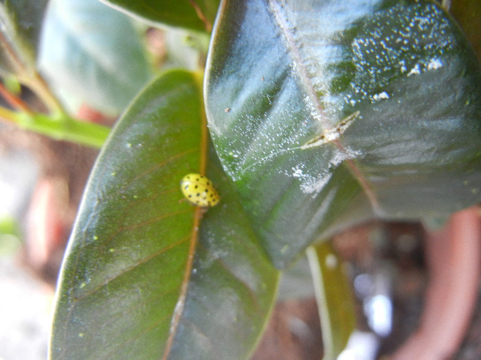 Yellow Lady Beetle (2012, Oct.06)