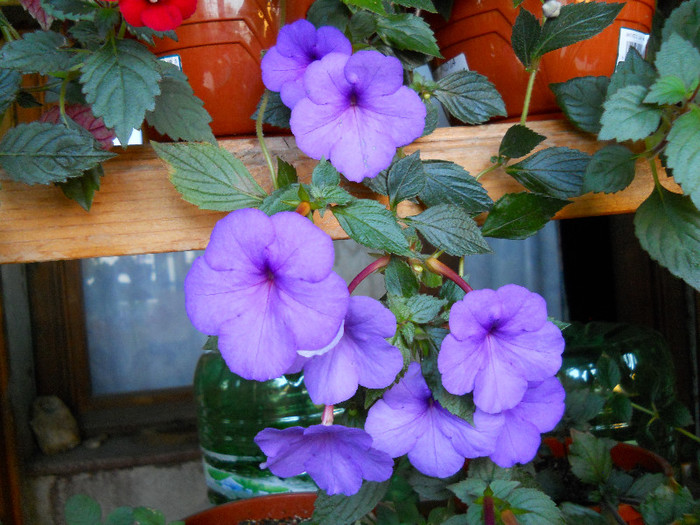 DSCN2643 - ACHIMENES 2012