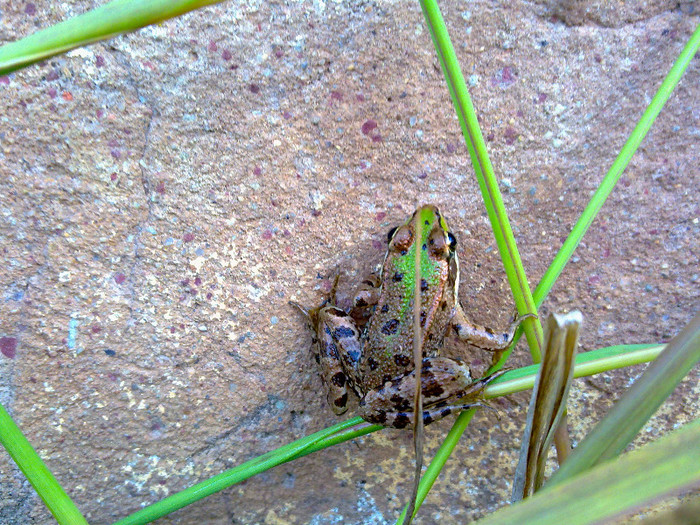 ma fac eu mare... - plante  insecte  viata