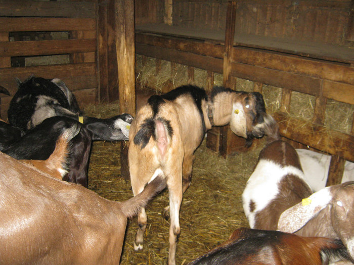 anglo nubien 055 - crescatori de capre -austria ziege farm