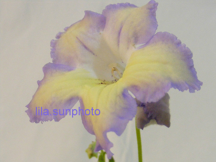  - streptocarpus LEON