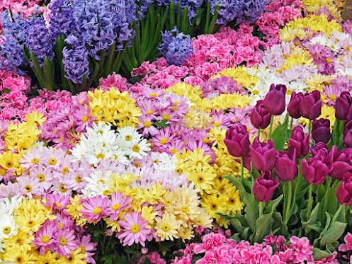 FLORI - FLORILE MELE