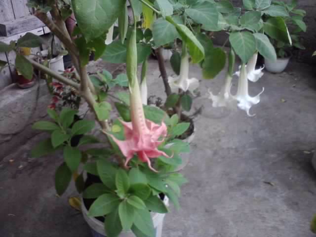 P290912_21.26_[01] - brugmansii si daturi 2012-1