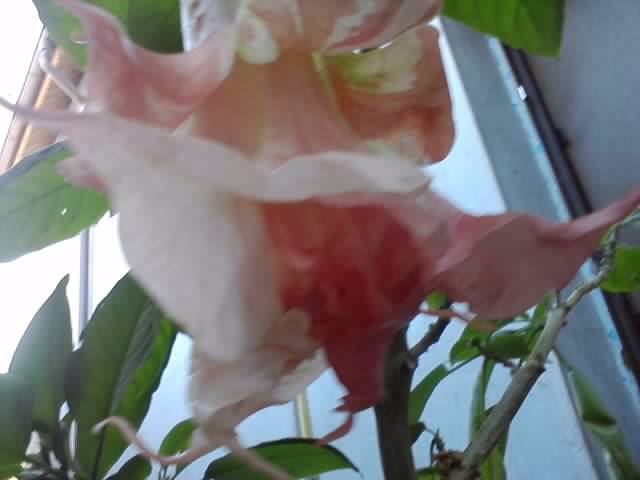 P061012_06.00 - brugmansii si daturi 2012-1