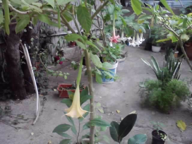 P290912_21.28 - brugmansii si daturi 2012-1