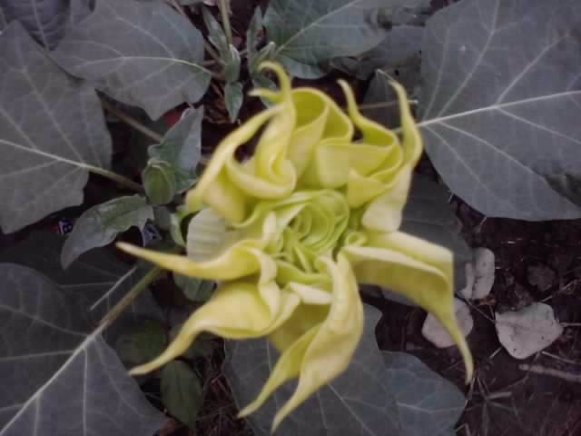 P290912_21.32_[04] - brugmansii si daturi 2012-1