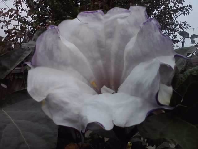 P290912_21.33 - brugmansii si daturi 2012-1