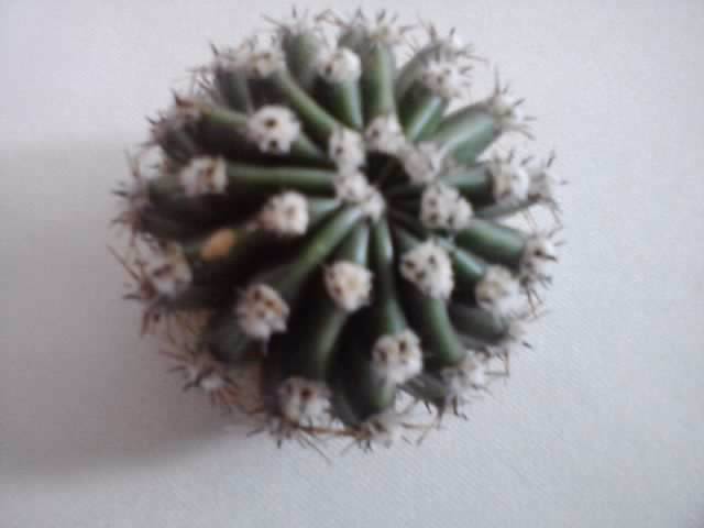 Pe strada si bineinteles - cactusi si suculente