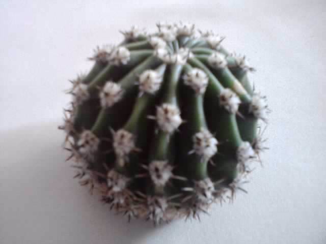l-am luat - cactusi si suculente