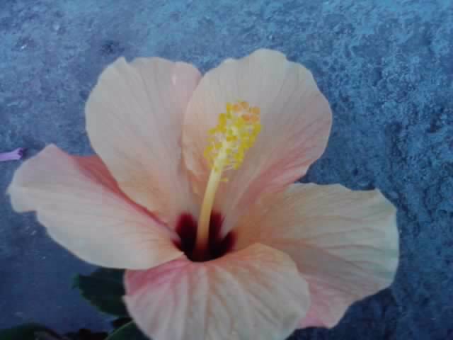 P021012_07.35_[02] - floricele-2012