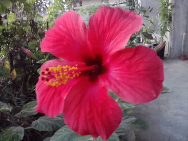 P021012_07.36_[01] - floricele-2012