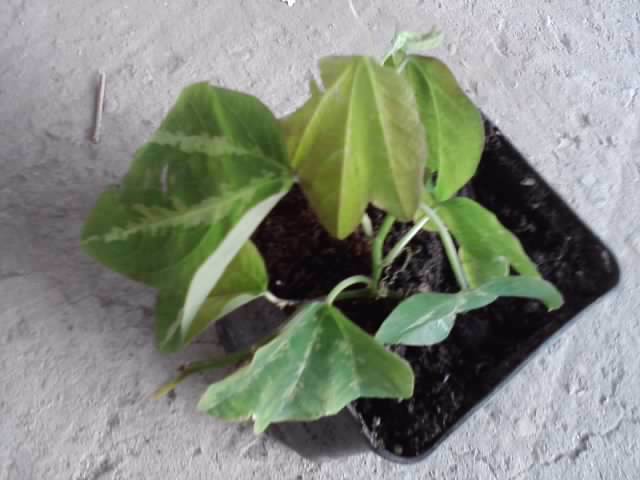 pasiflora trifasciata - floricele-2012