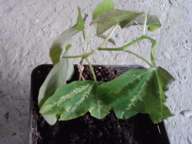 P021012_07.38_[02] - floricele-2012