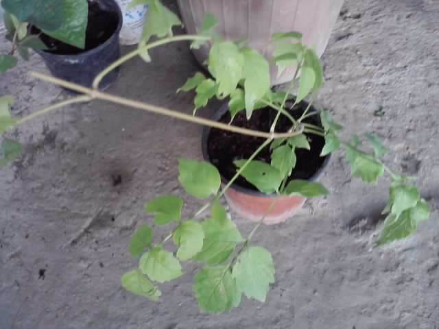 podranea ricasoliana - floricele-2012
