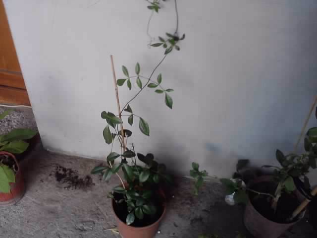 Pandorea - - floricele-2012