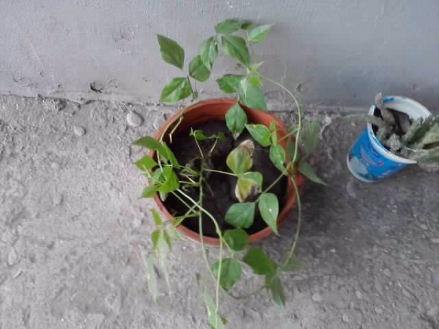 vigna caraccala - floricele-2012