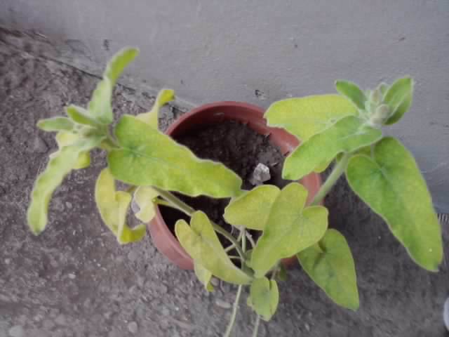 P021012_07.45 - floricele-2012