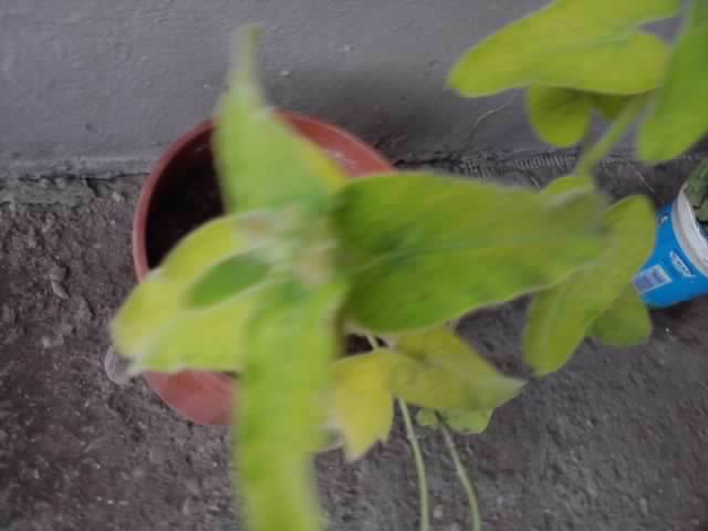 P021012_07.45_[01] - floricele-2012