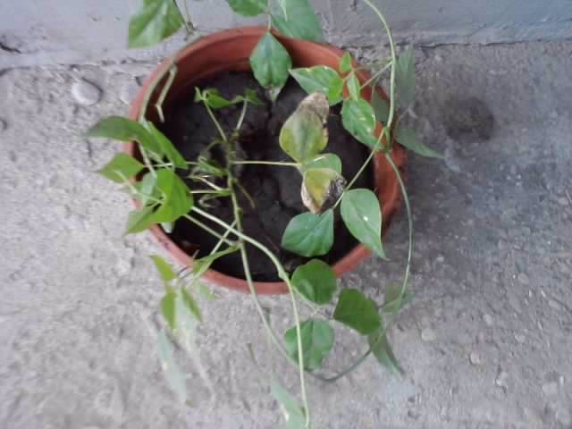 vigna caracalla - floricele-2012