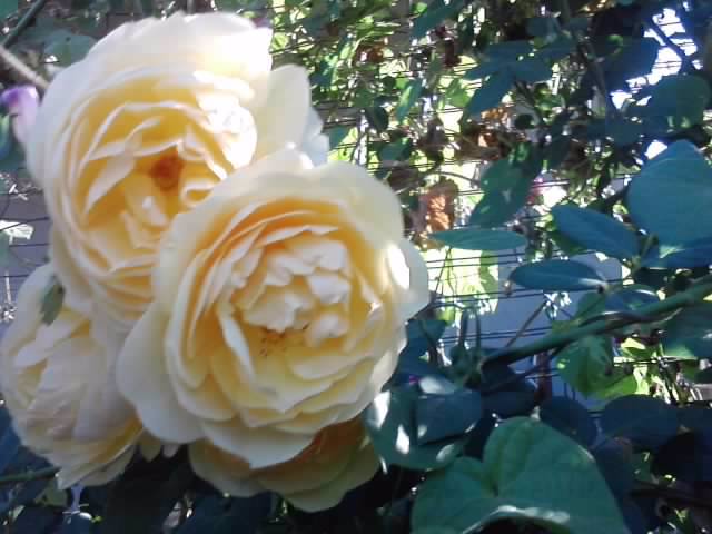 P031012_22.57_[02] - roze 2012-2