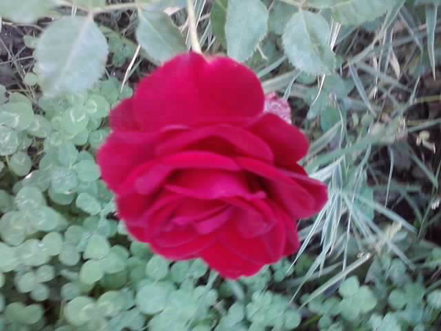 P031012_22.58_[01] - roze 2012-2