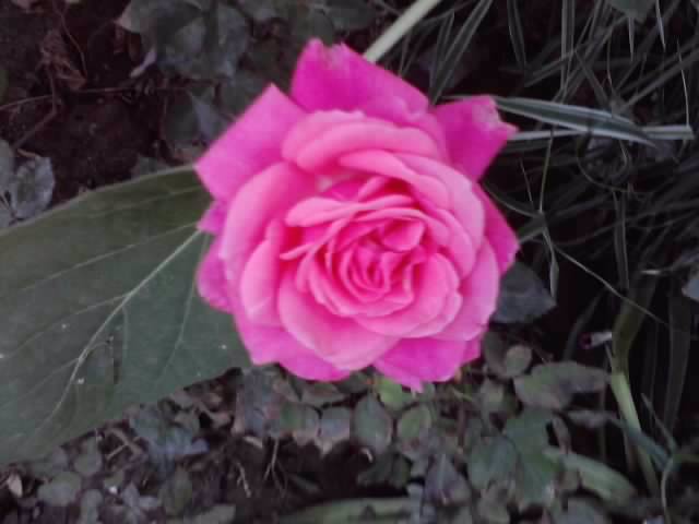P031012_22.58_[02] - roze 2012-2