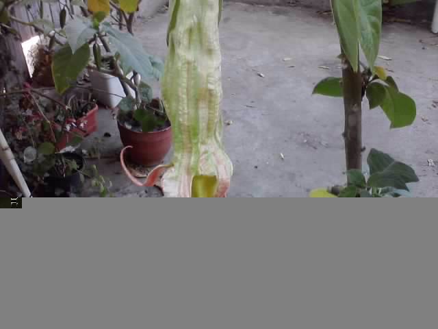P031012_22.59_[04] - roze 2012-2
