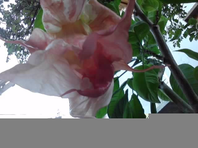 P031012_22.59_[06] - roze 2012-2