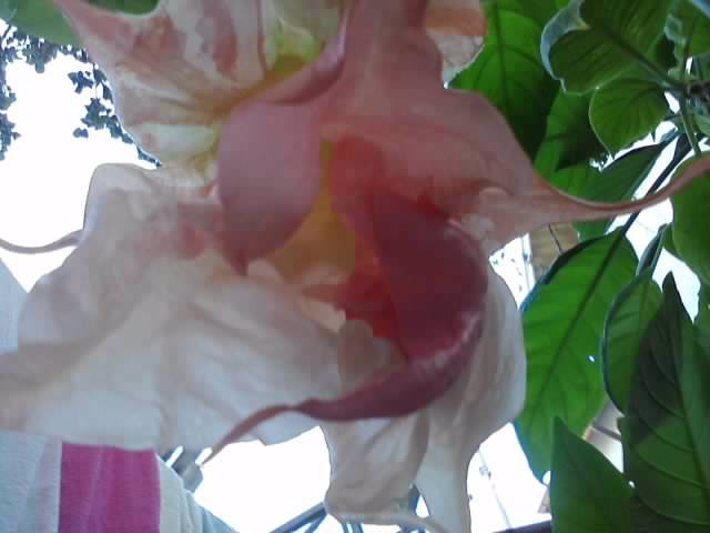 P031012_23.00_[01] - roze 2012-2