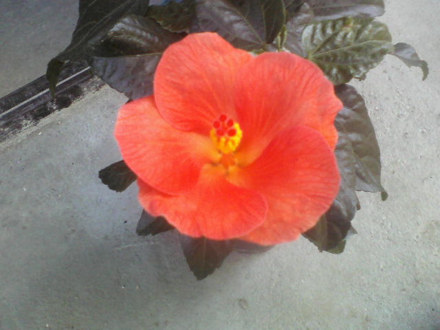viky orange - hibiscus