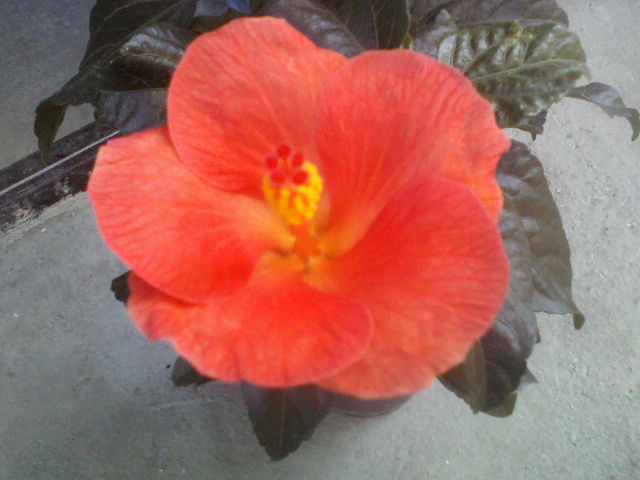 P09-10-12_12.44[1] - hibiscus