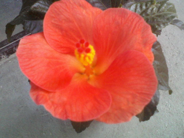P09-10-12_12.45 - hibiscus