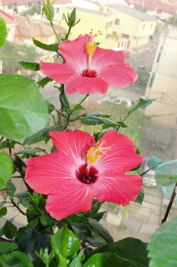 hibiscus Versicolor - B-hibiscus-2012 4