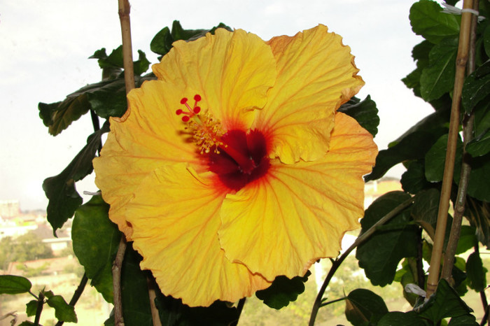 hibiscus Orange Spice