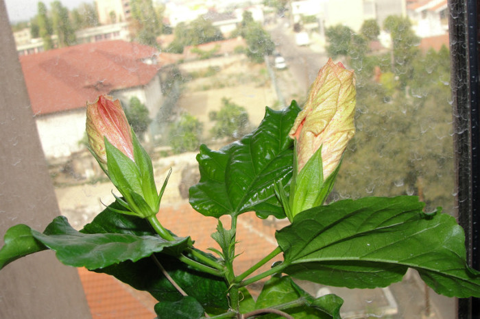 Orange Spice-boboci - B-hibiscus de la Gommer 2012