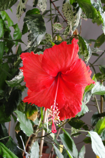 18.09.12 - B-hibiscus-2012 4