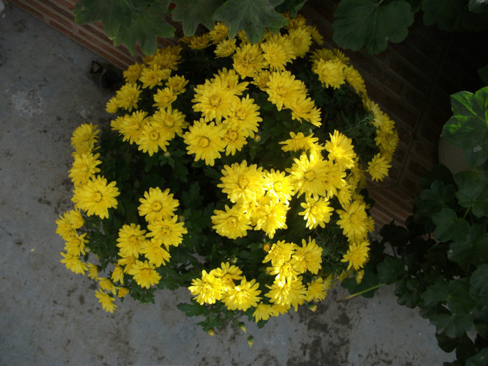 5 octombrie - Crizanteme 2012