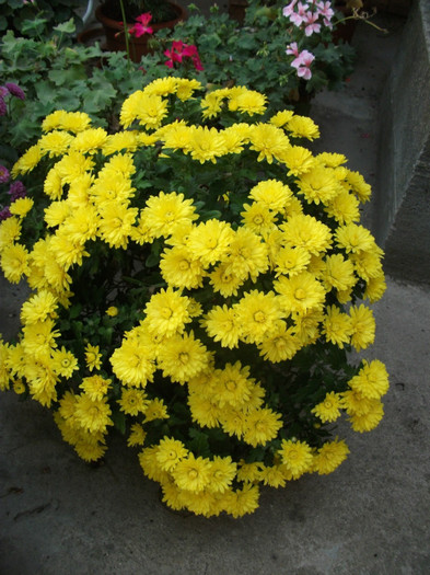 036 - Crizanteme 2012