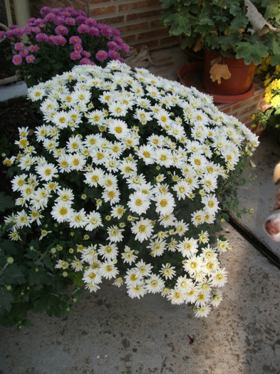 038 - Crizanteme 2012