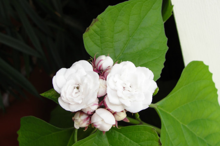  - B-clerodendroni