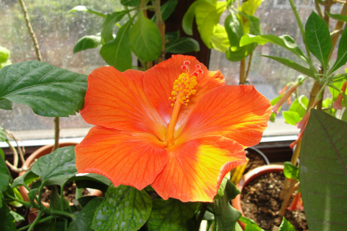hibiscus Gator Orange
