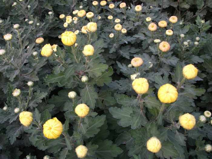 123 - Crizanteme 2012
