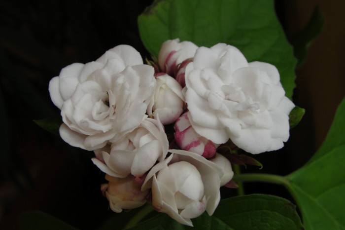  - B-clerodendroni