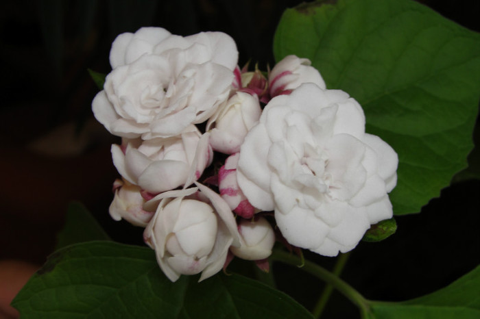  - B-clerodendroni