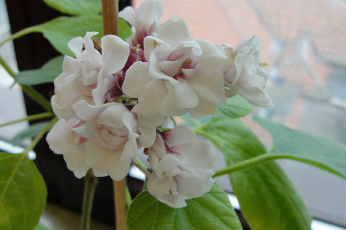  - B-clerodendroni
