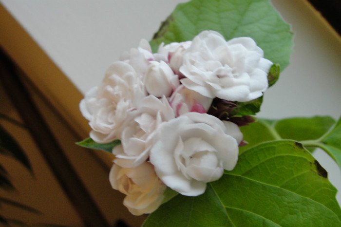  - B-clerodendroni