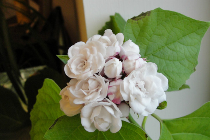 - B-clerodendroni