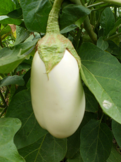 P9158167
